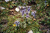 Asturie, Picos De Europa, fiori incontrati percorrendo il sentiero della Vega Redonda.